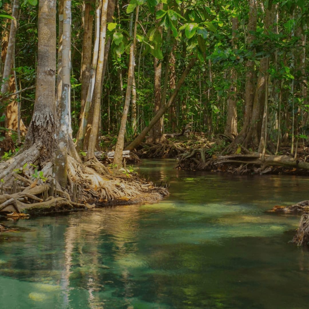 Blue Carbon: Protecting our oceans and coastal ecosystems