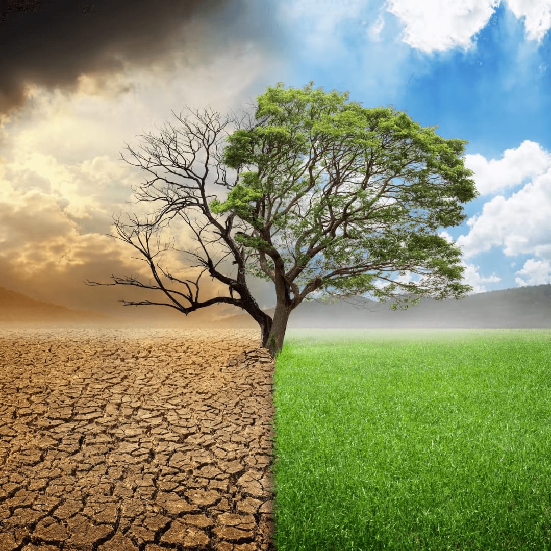 How the voluntary and mandatory carbon markets work