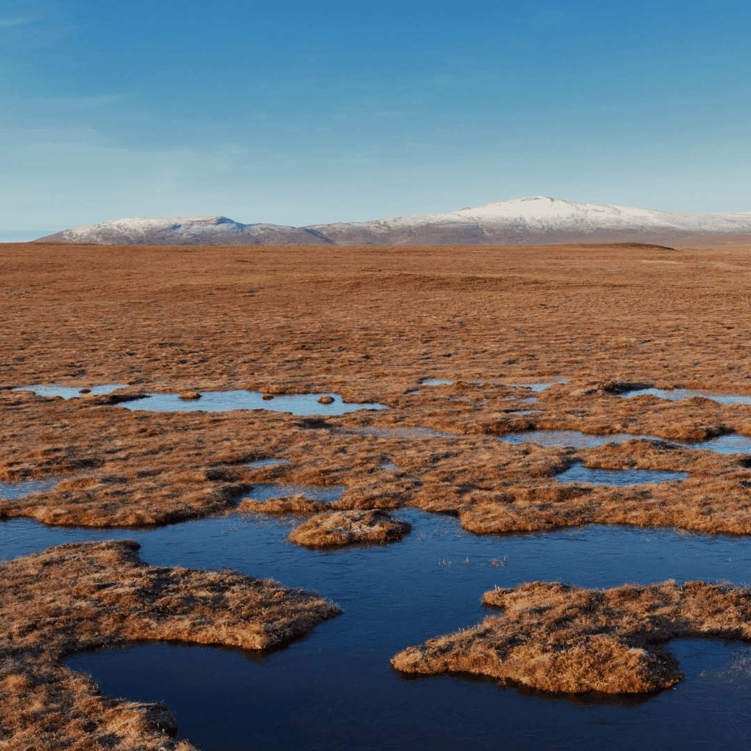 Preserving peatlands for a sustainable future